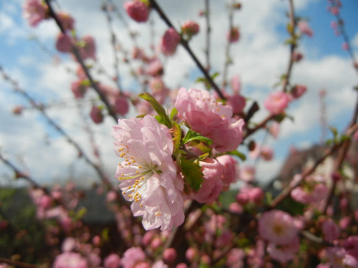 Prunus triloba (2013, April 14) Prunus triloba (2013, April 14)