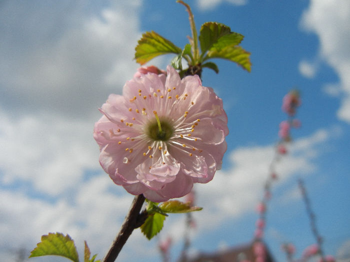 Prunus triloba (2013, April 14) Prunus triloba (2013, April 14)