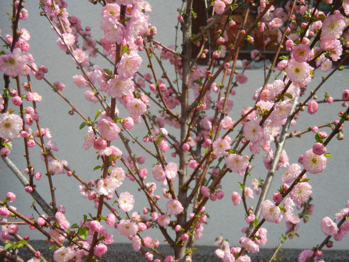 Prunus triloba (2013, April 15) Prunus triloba (2013, April 15)