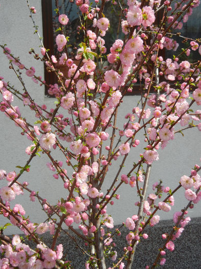 Prunus triloba (2013, April 15) Prunus triloba (2013, April 15)