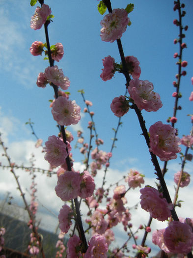 Prunus triloba (2013, April 15) Prunus triloba (2013, April 15)