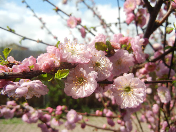 Prunus triloba (2013, April 15) Prunus triloba (2013, April 15)