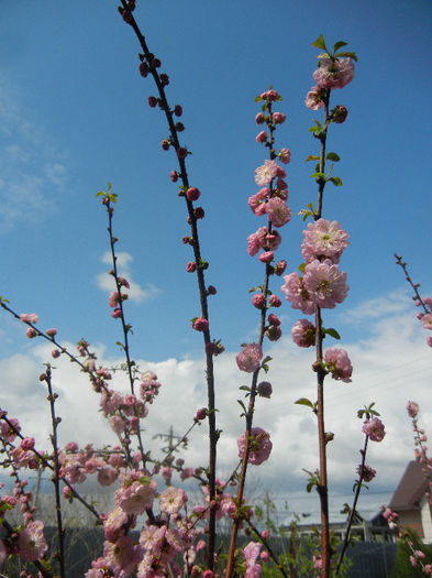 Prunus triloba (2013, April 15) Prunus triloba (2013, April 15)