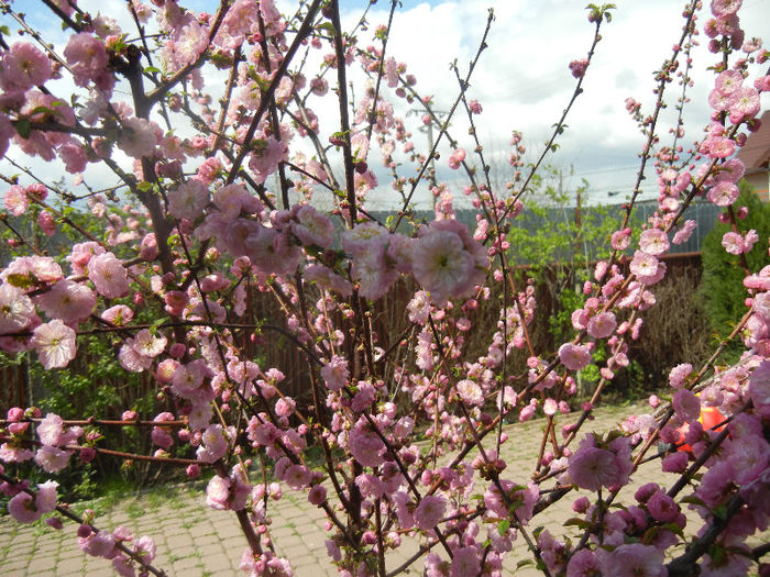 Prunus triloba (2013, April 15) Prunus triloba (2013, April 15)