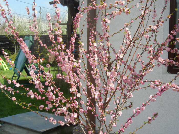 Prunus triloba (2013, April 15) Prunus triloba (2013, April 15)