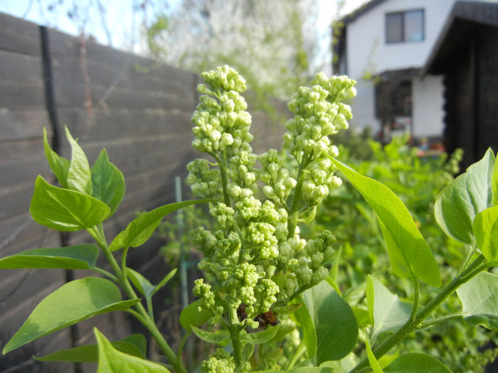 White Lilac Tree (2013, April 15) - Syringa vulgaris White