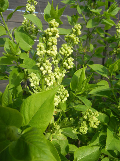 White Lilac Tree (2013, April 15) - Syringa vulgaris White