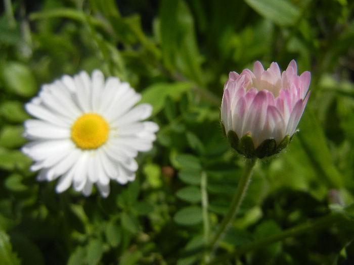 Bellis perennis (2013, April 15) - BELLIS Perennis