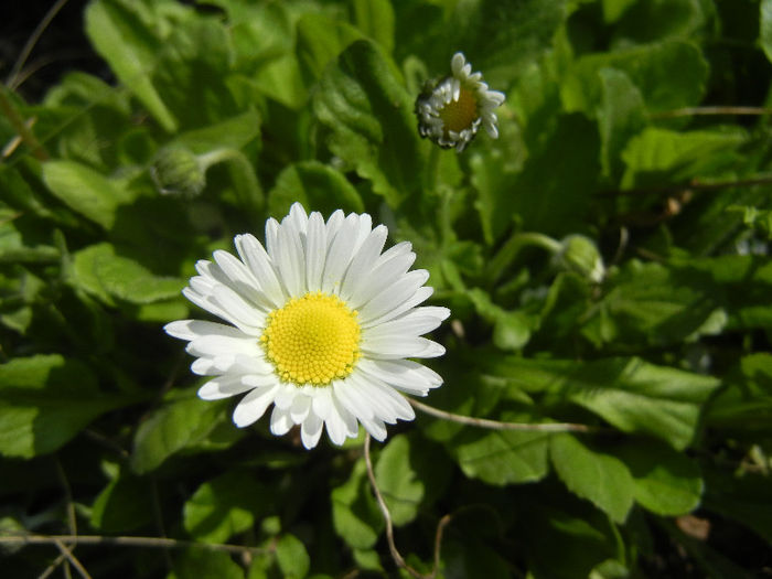 Bellis perennis (2013, April 15) - BELLIS Perennis