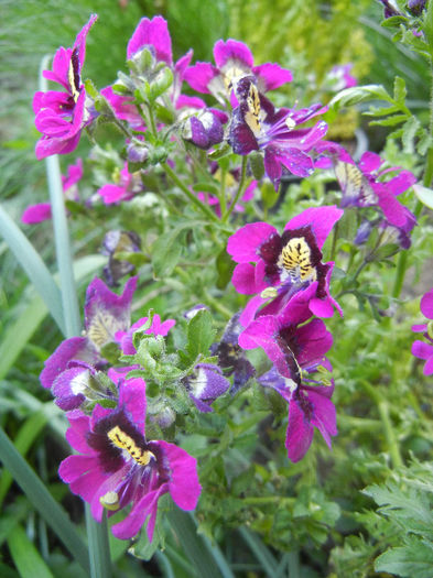Schizanthus pinnatus Purple (`13, Apr.14)