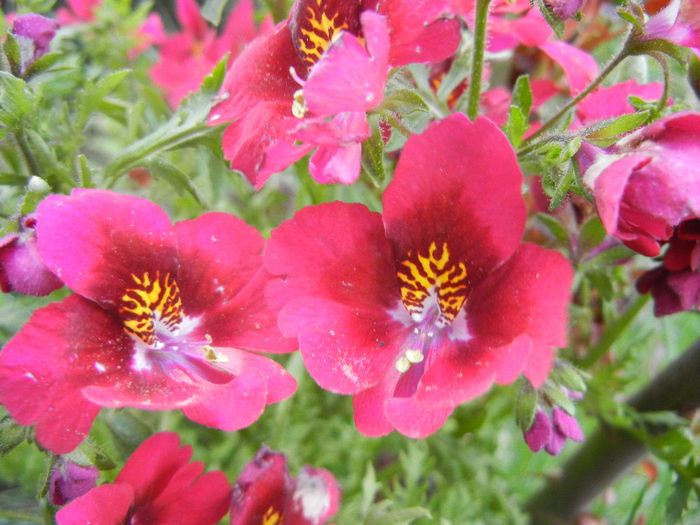 Schizanthus pinnatus Red (2013, Apr.14) - SCHIZANTHUS Pinnatus Red