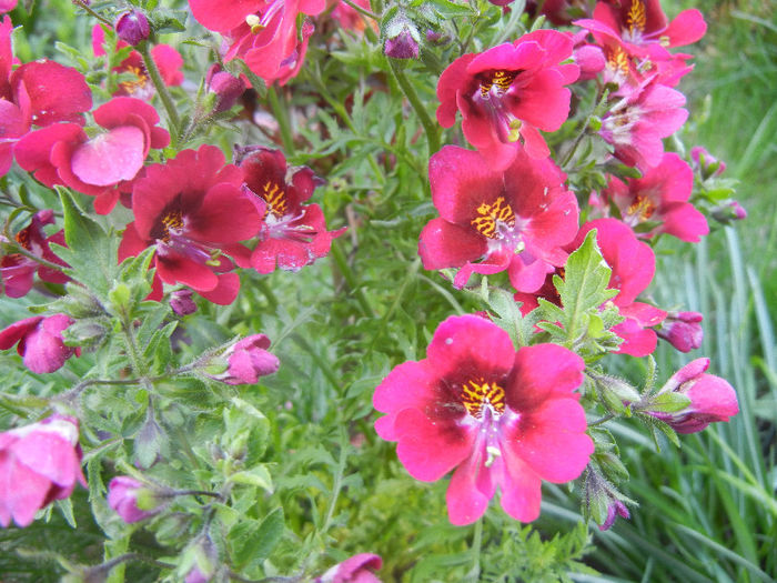 Schizanthus pinnatus Red (2013, Apr.14) - SCHIZANTHUS Pinnatus Red