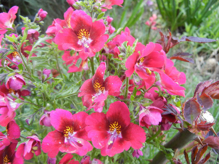 Schizanthus pinnatus Red (2013, Apr.14) - SCHIZANTHUS Pinnatus Red