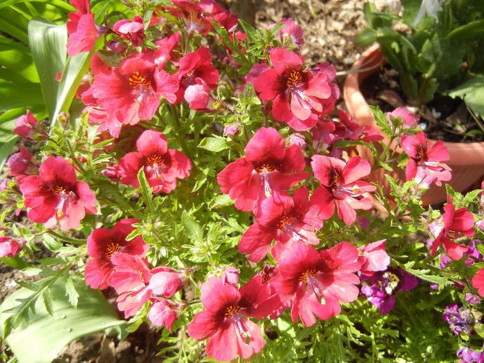 Schizanthus pinnatus Red (2013, Apr.15) - SCHIZANTHUS Pinnatus Red