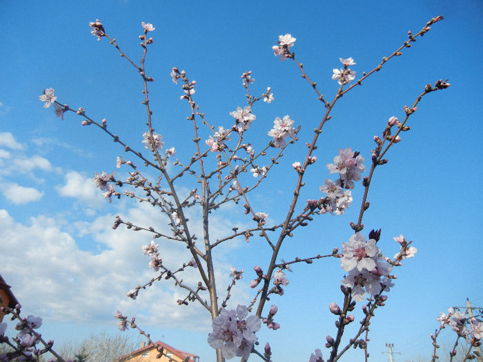 Prunus persica Davidii (2013, April 14) - Prunus persica Davidii