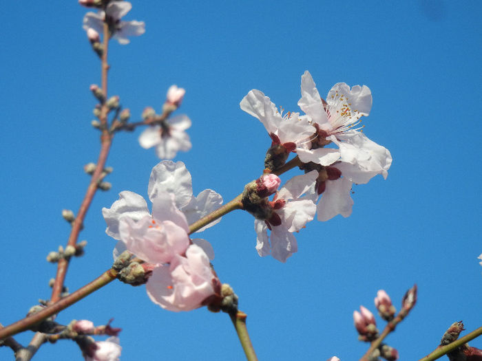 Prunus persica Davidii (2013, April 14) - Prunus persica Davidii