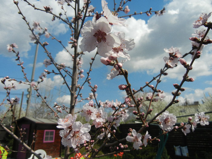 Prunus persica Davidii (2013, April 14) - Prunus persica Davidii