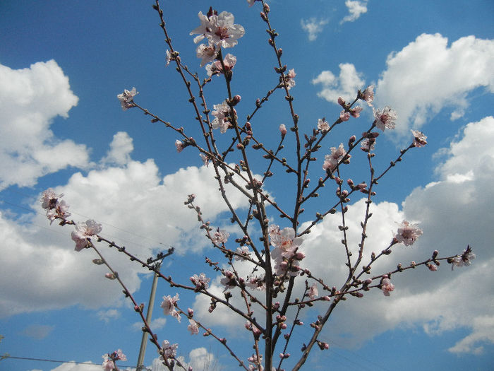 Prunus persica Davidii (2013, April 14) - Prunus persica Davidii