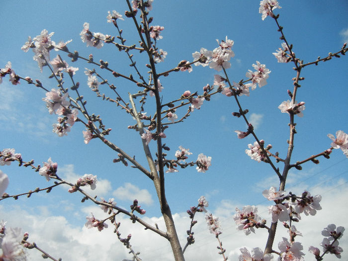 Prunus persica Davidii (2013, April 15) - Prunus persica Davidii