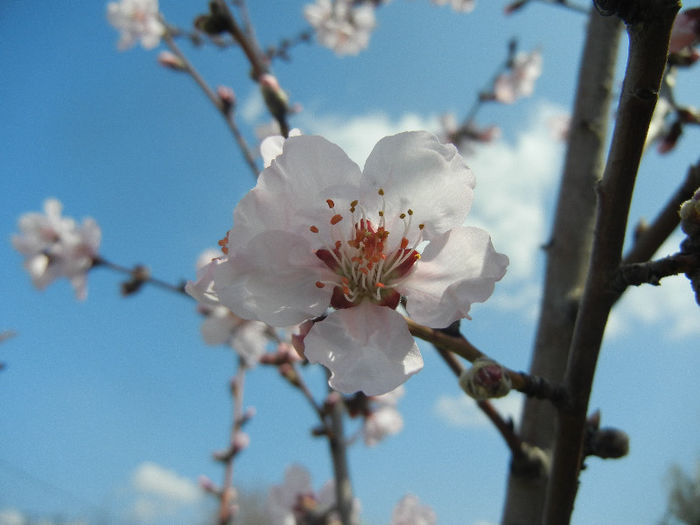 Prunus persica Davidii (2013, April 15) - Prunus persica Davidii