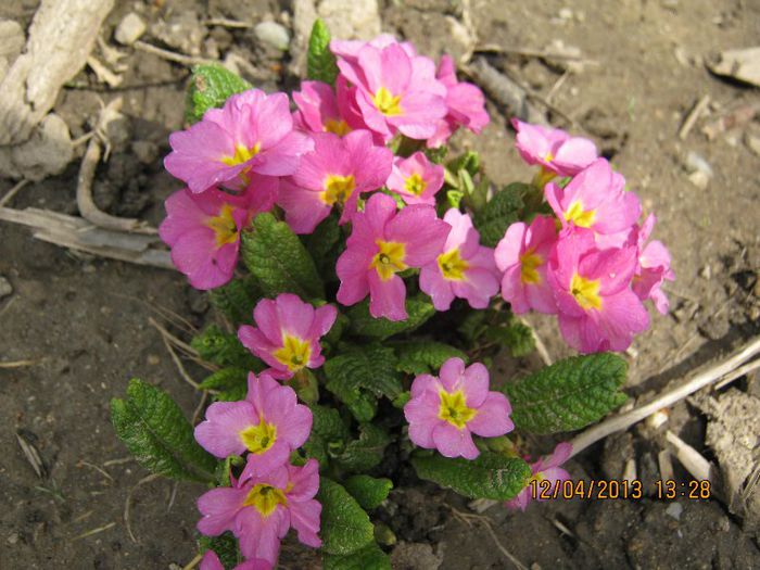IMG_1838 - Aprilie la tara