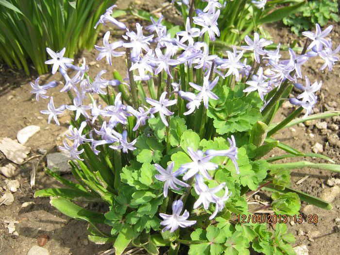 IMG_1839 - Aprilie la tara