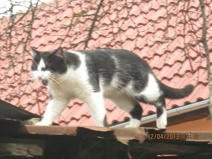 IMG_1850 - Aprilie la tara