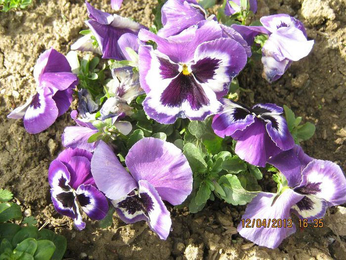 IMG_1865 - Aprilie la tara