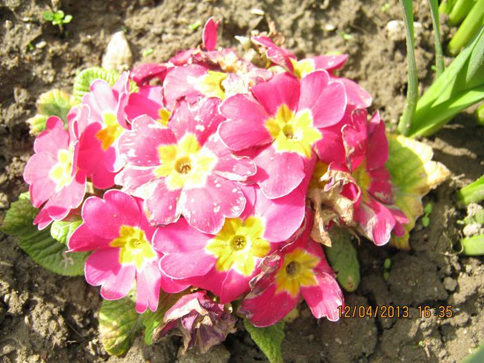 IMG_1867 - Aprilie la tara