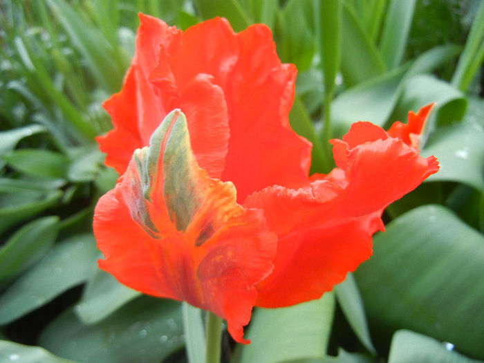 Tulipa Giant Parrot (2013, April 15)