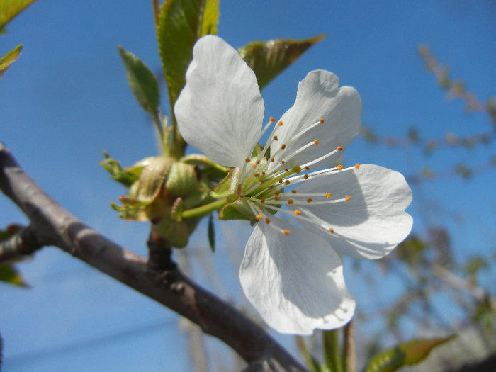 Cherry Blossom. Flori cires ('13, April 13) - Cherry Tree_Cires Rubin