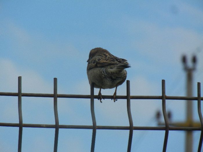 House Sparrow_Vrabiuta (2013, Apr.15)