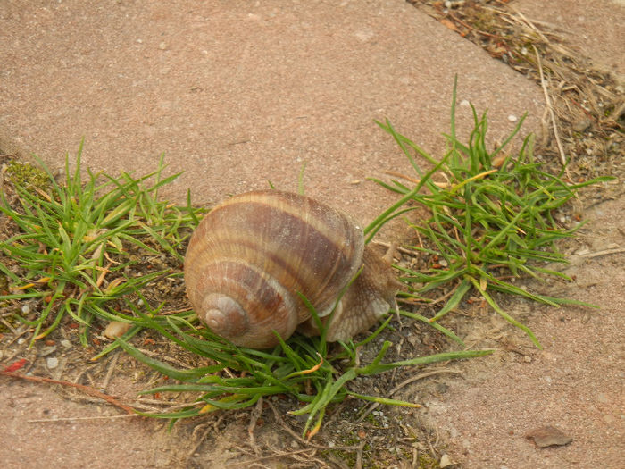 Garden Snail. Melc (2013, April 12) - SNAILS_Melci