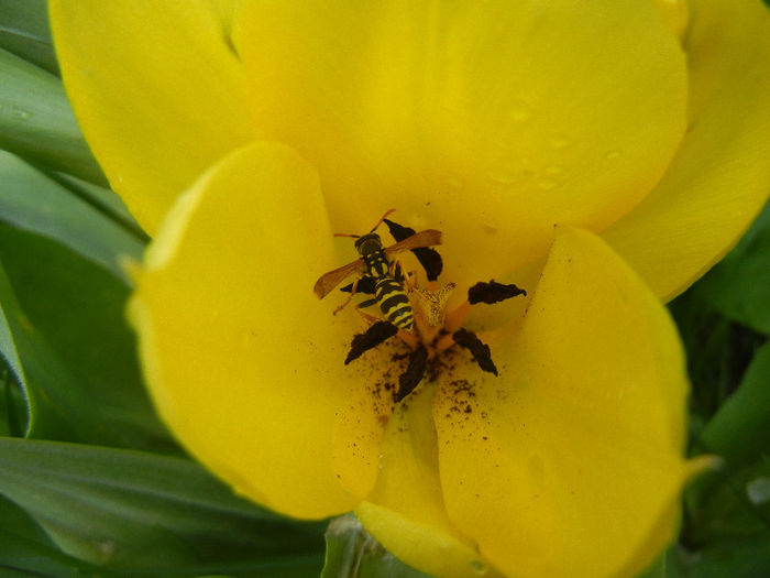 Bee on Tulipa Candela (2013, April 15)