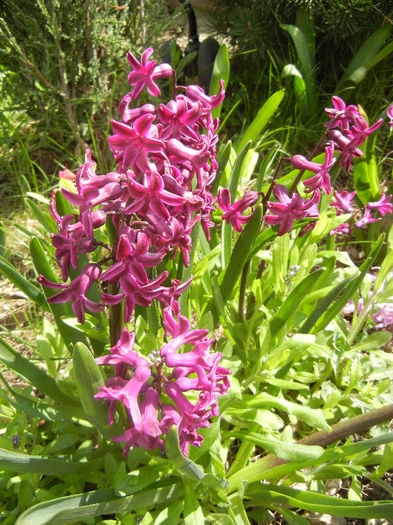 Hyacinth Woodstock (2013, April 14) - Hyacinth Woodstock