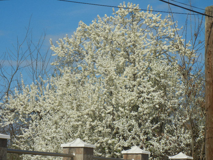 Cherry Plum Blossom (2013, April 15) - Cherry Plum Tree_Corcodus