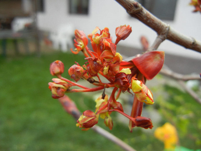 Acer Crimson Sentry (2013, April 15)