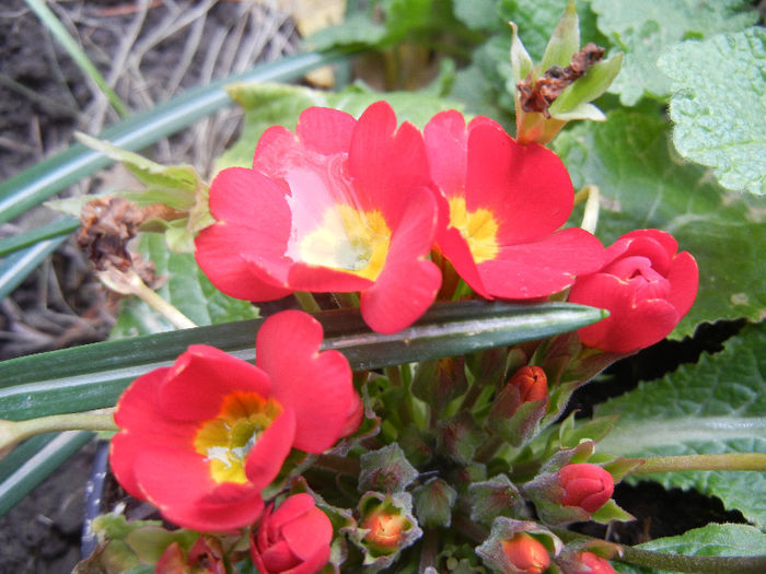 Red Primula (2013, April 09)