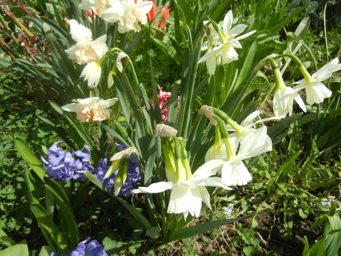 Spring colors (2013, April 14)