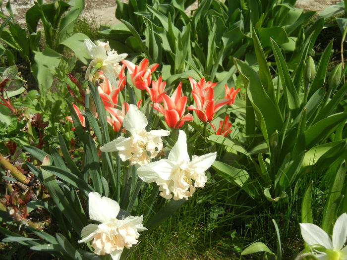 Spring colors (2013, April 14)