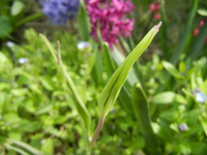 Tulipa Acuminata (2013, April 15) - Tulipa Acuminata