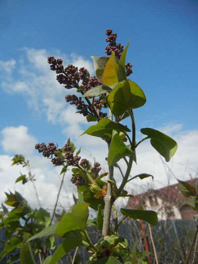 Syringa vulgaris_Lilac (2013, April 15)