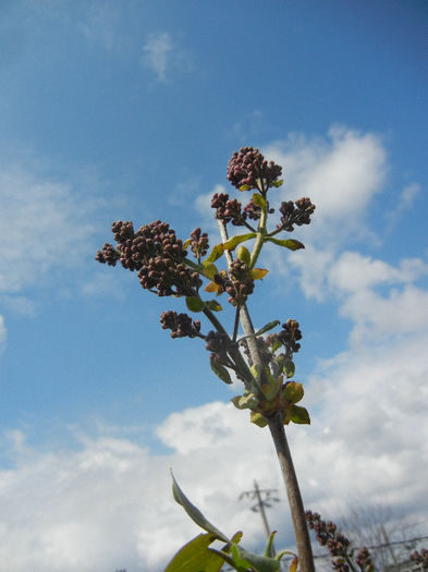 Syringa vulgaris_Lilac (2013, April 15)