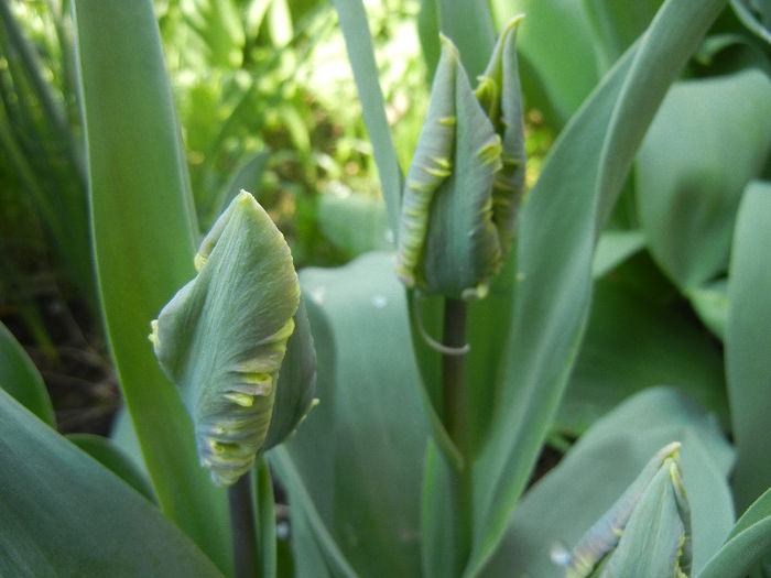 Tulipa Parrot (2013, April 15)