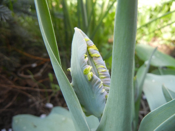 Tulipa Parrot (2013, April 15)