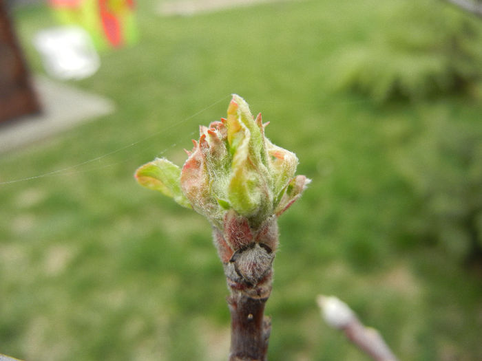 Apple Tree Buds_Muguri (2013, April 05)