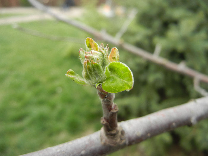 Apple Tree Buds_Muguri (2013, April 05)