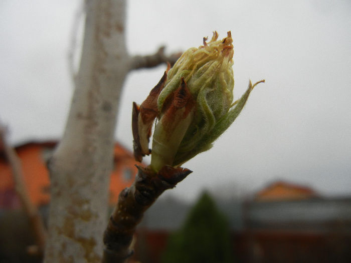Pear Tree Buds_Muguri (2013, April 05) - Pear Tree_Par Napoca