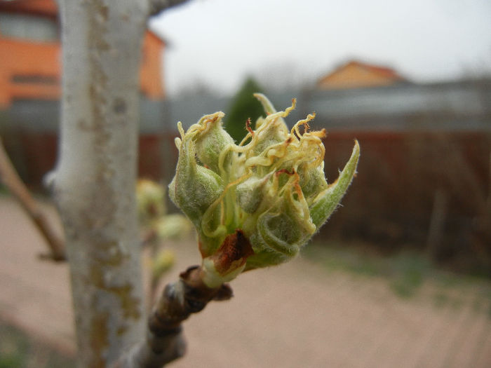 Pear Tree Buds_Muguri (2013, April 09) - Pear Tree_Par Napoca