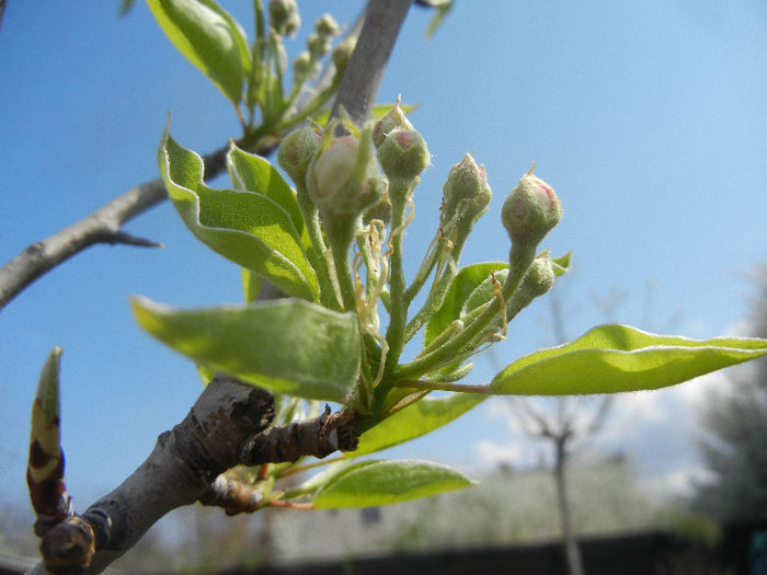 Pear Tree Buds_Muguri (2013, April 15) - Pear Tree_Par Napoca